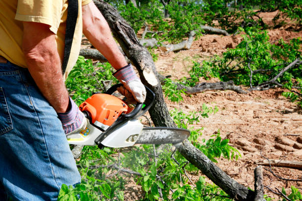 Best Arborist Services Near Me  in USA